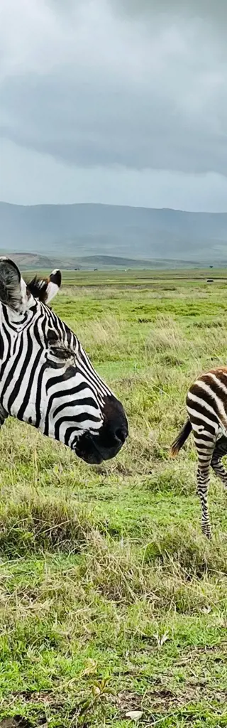 Tierreiches Tansania und tropisches Sansibar – Gruppenreise in exotischer Umgebung